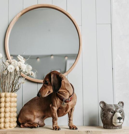 Motywy zwierzęce w domu – pomysł na oryginalne wnętrze